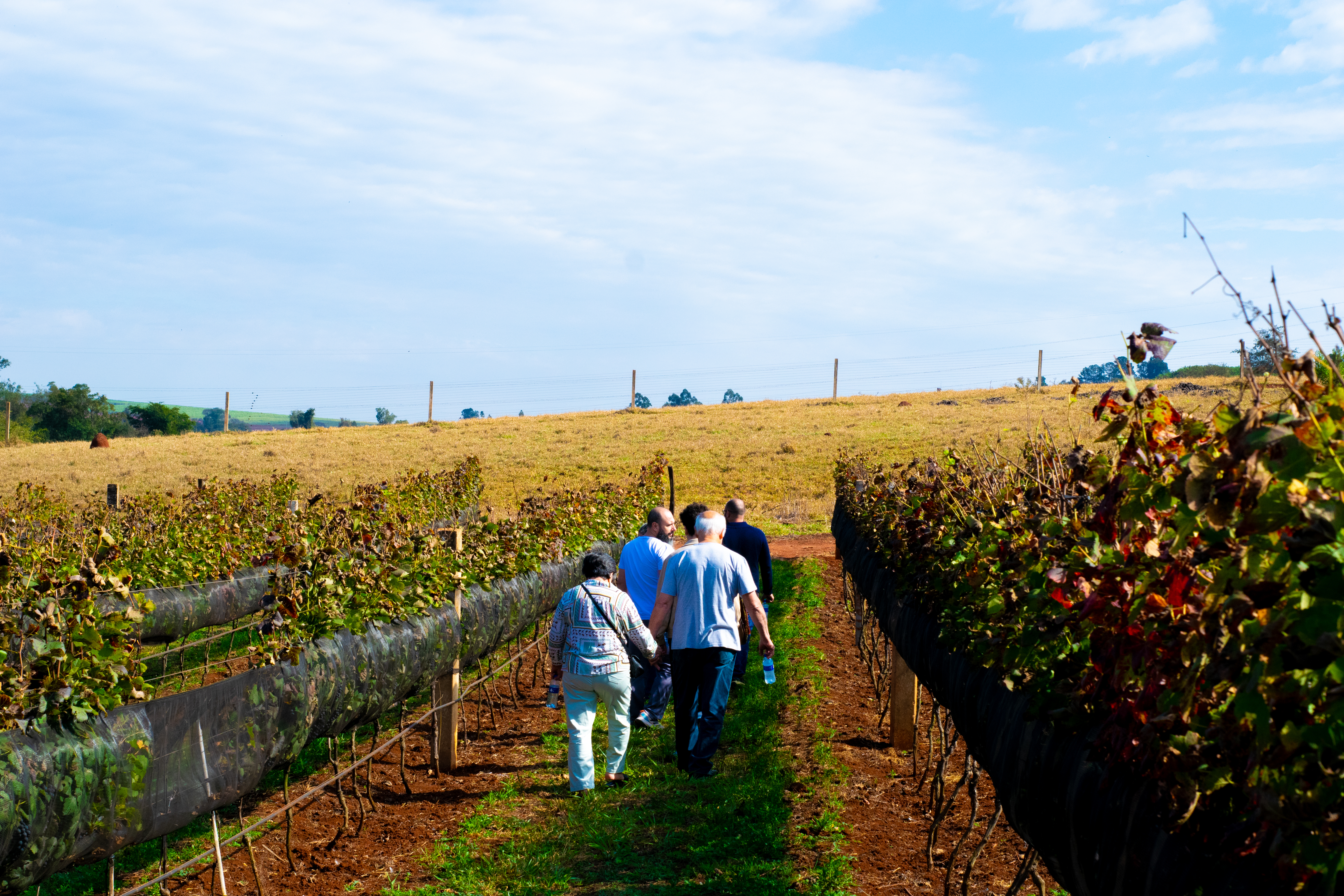 Pessoas brindando com vinho na vinícola